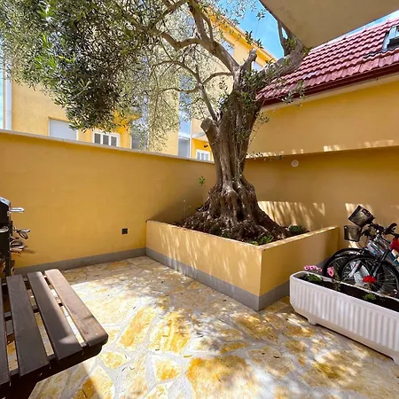 Olive Tree *