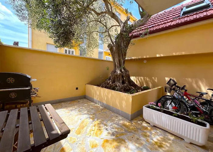 Olive Tree *