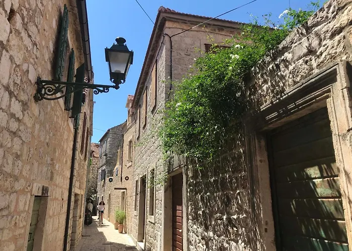 Olive Tree * סטארי גראד